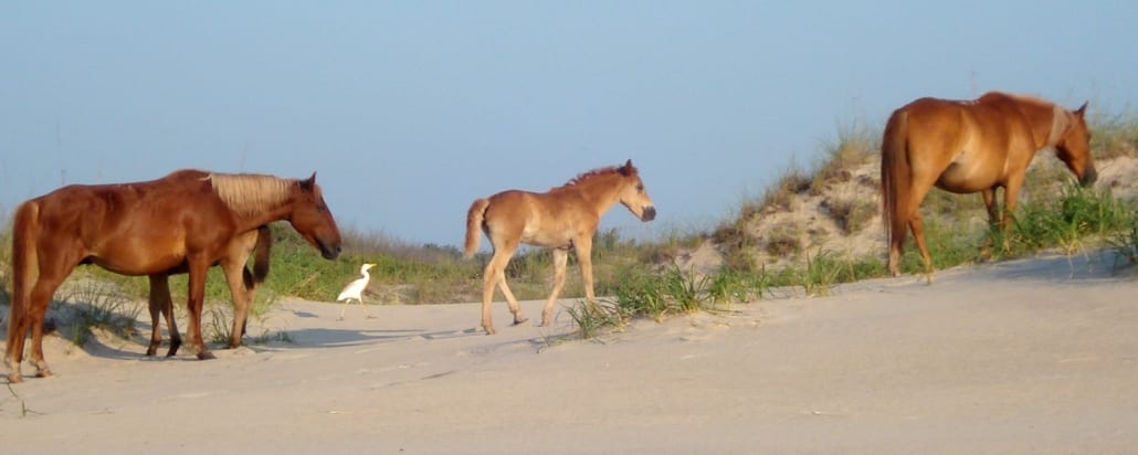 Memberships | Corolla Wild Horses | Corolla Wild Horse Fund