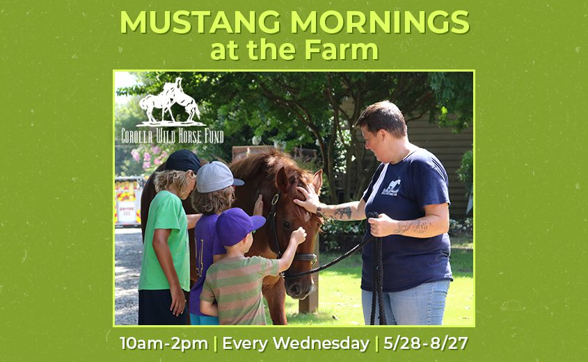 Corolla Wild Horse Fund Mustang Mornings event