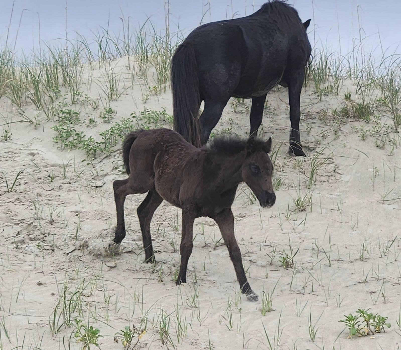 Corolla Wild Horses | Corolla Wild Horse Fund - Official Site • Corolla, NC