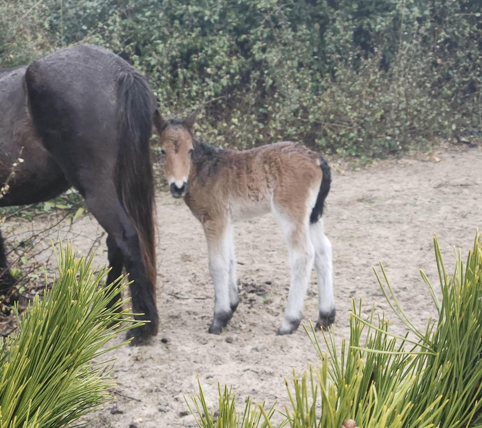 Welcome Little One! | Corolla Wild Horses | Corolla Wild Horse Fund