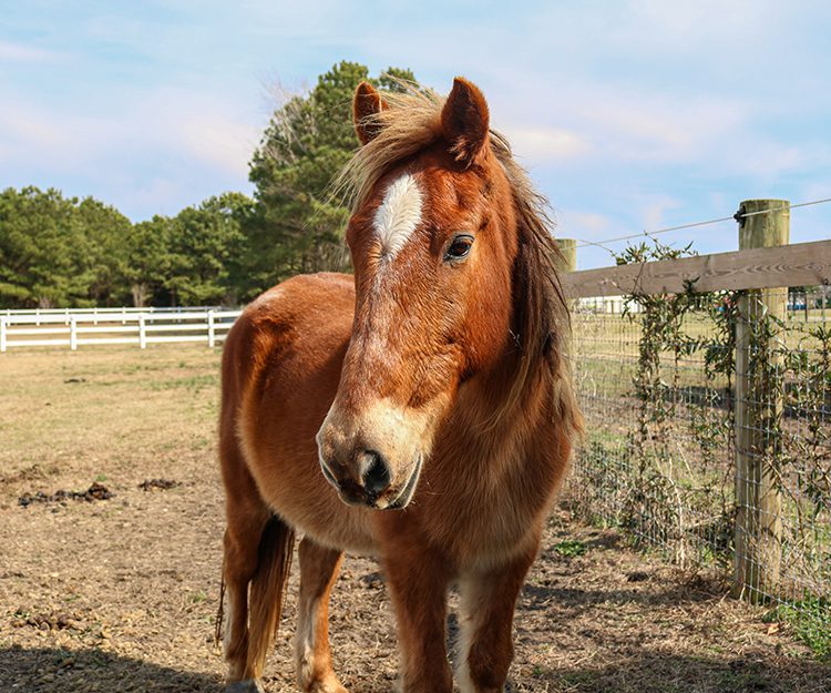 CWHF Outer Banks rescue horses available for sponsorship - Dewey