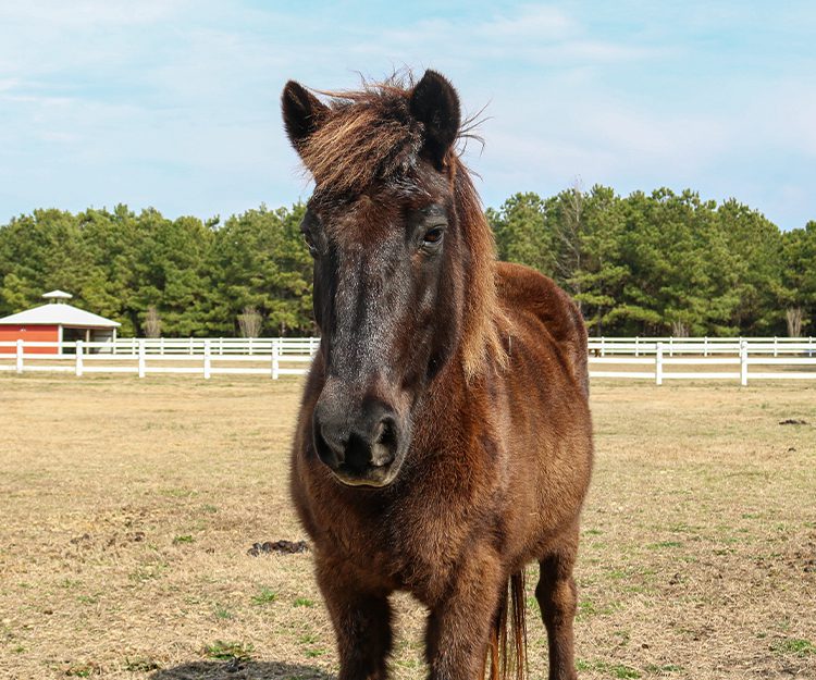 CWHF Outer Banks rescue horses available for sponsorship - Dudley