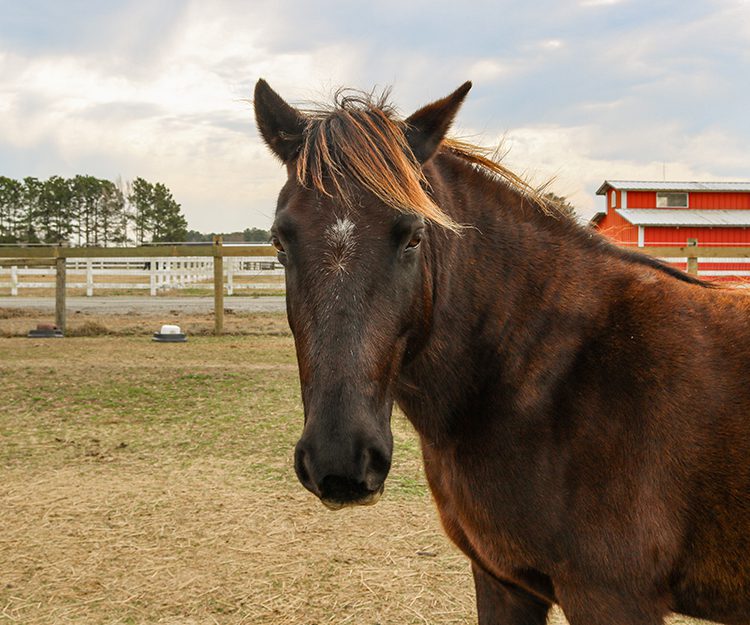 CWHF Outer Banks rescue horses available for sponsorship - Kitty Hawk