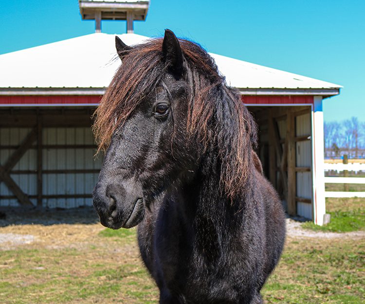 CWHF Outer Banks rescue horses available for sponsorship - Arrow