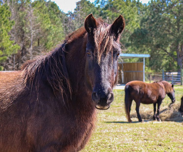 CWHF Outer Banks rescue horses available for sponsorship - Bella