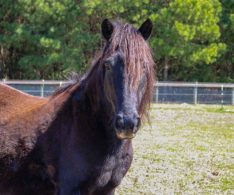 CWHF Outer Banks rescue horses available for sponsorship - Betty