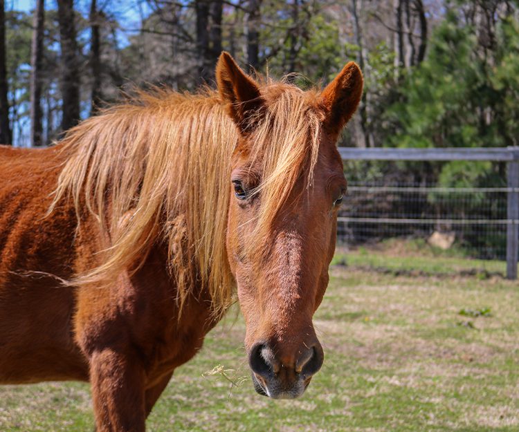 CWHF Outer Banks rescue horses available for sponsorship - Blossom