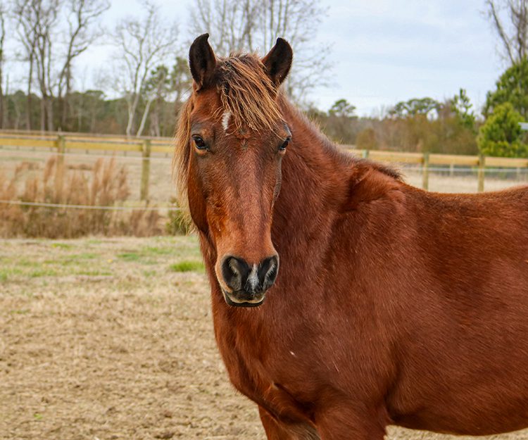 CWHF Outer Banks rescue horses available for sponsorship - Bonita