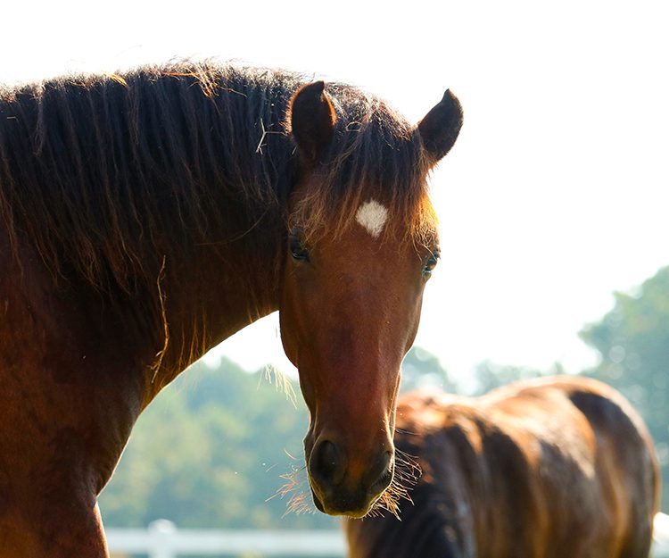 CWHF Outer Banks rescue horses available for sponsorship - Brio