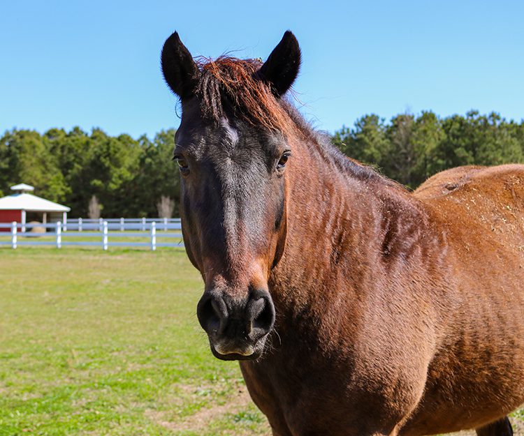 CWHF Outer Banks rescue horses available for sponsorship - Buster