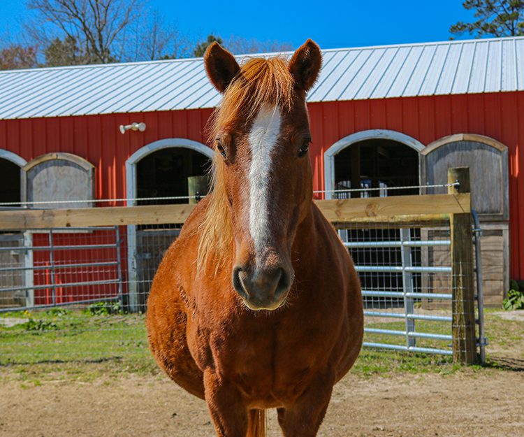 CWHF Outer Banks rescue horses available for sponsorship - Buttercup