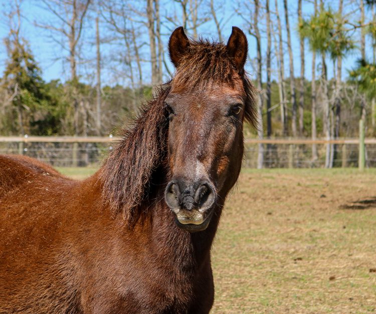 CWHF Outer Banks rescue horses available for sponsorship - Jasmine