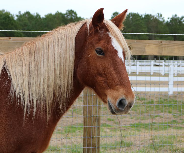 CWHF Outer Banks rescue horses available for sponsorship - June