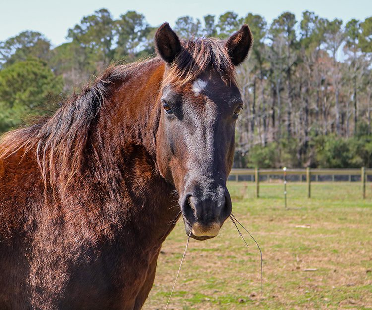 CWHF Outer Banks rescue horses available for sponsorship - Little Star