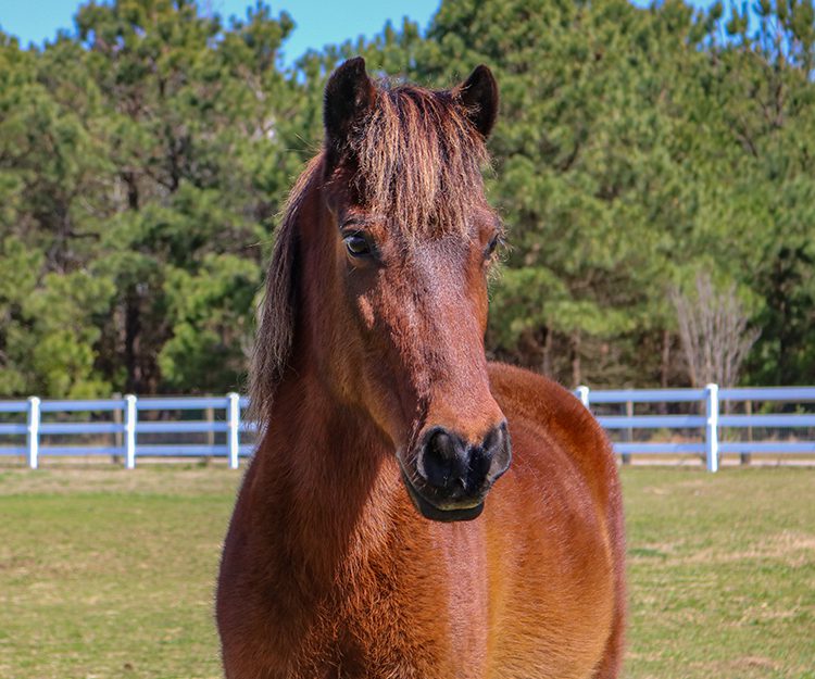 CWHF Outer Banks rescue horses available for sponsorship - Louie