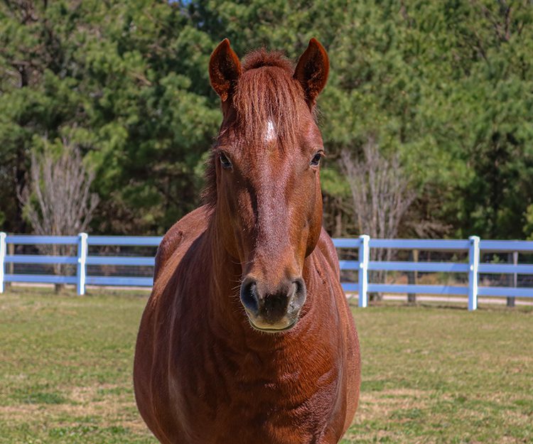 CWHF Outer Banks rescue horses available for sponsorship - Riptide