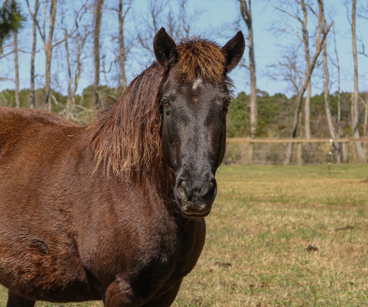 CWHF Outer Banks rescue horses available for sponsorship - Rita