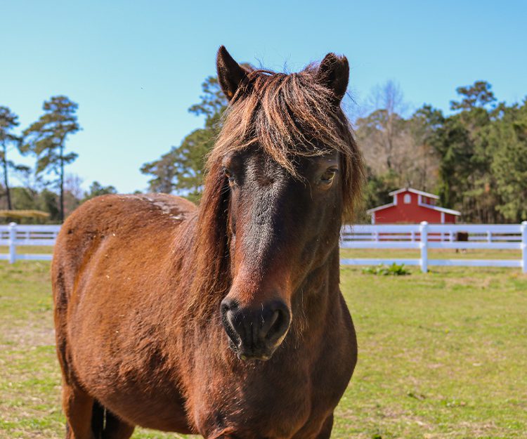 CWHF Outer Banks rescue horses available for sponsorship - Squirt