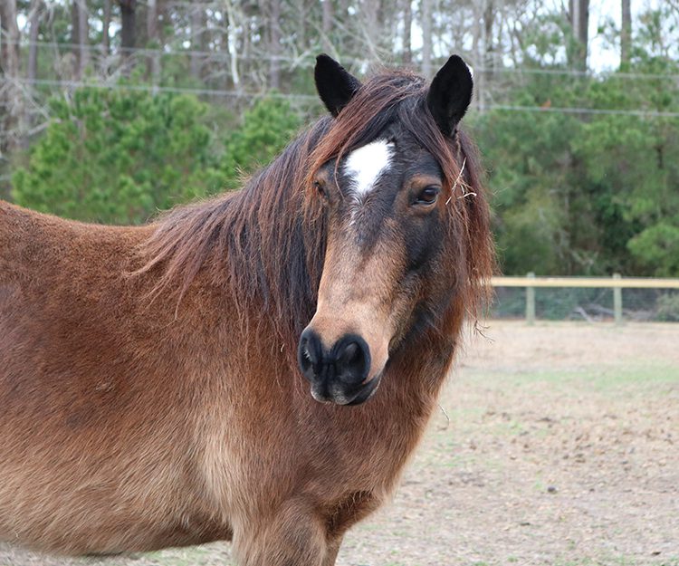 CWHF Outer Banks rescue horses available for sponsorship - Valentine