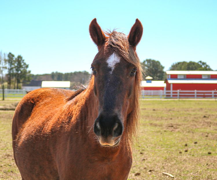 CWHF Outer Banks rescue horses available for sponsorship - Virginia Dare